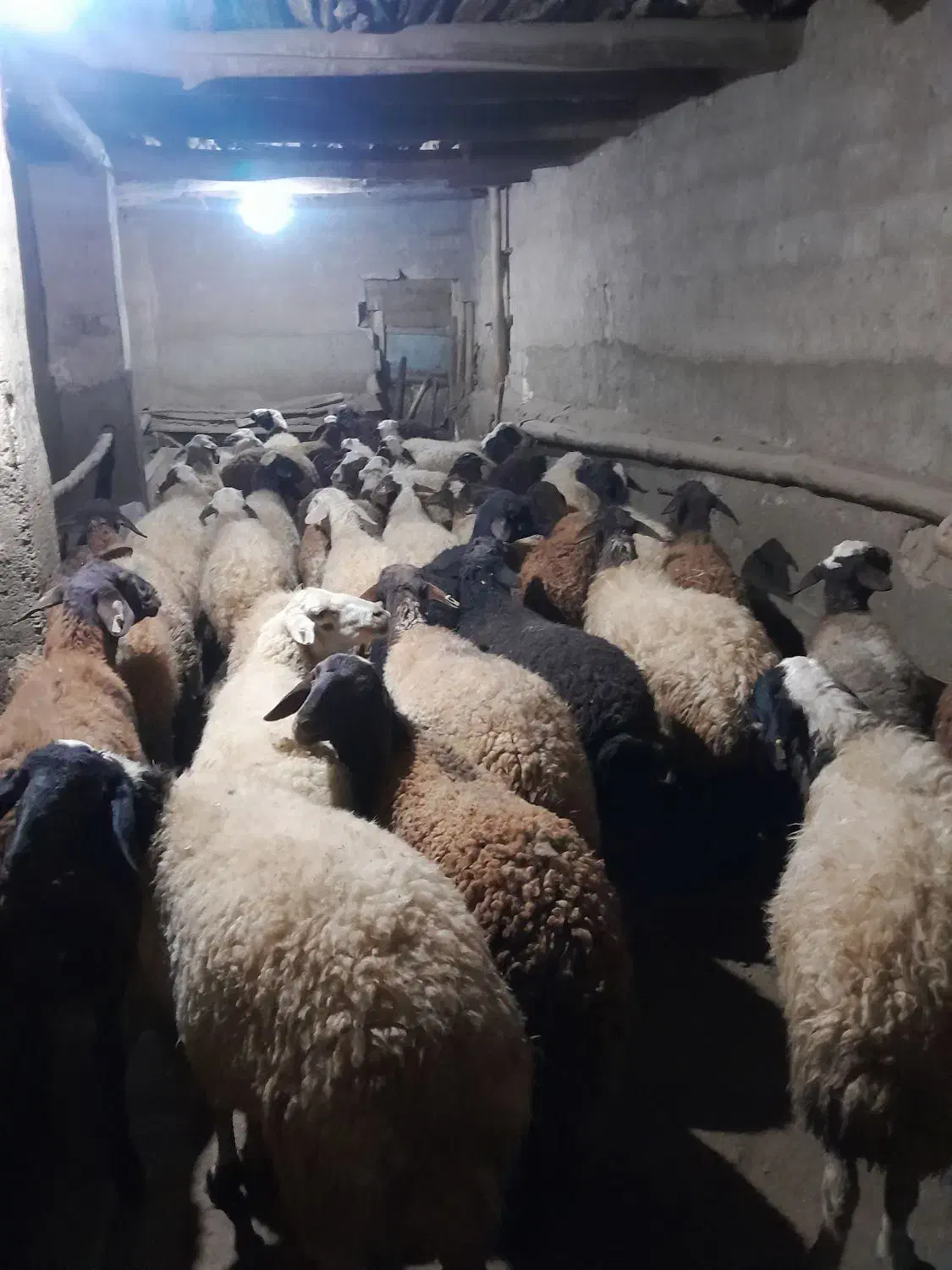 گوسفند داشتی آبستن|حیوانات مزرعه|حسین آباد, |دیوار