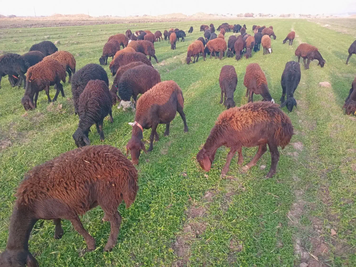 گوسفند شیشک و بره ماده|حیوانات مزرعه|بروجرد, |دیوار