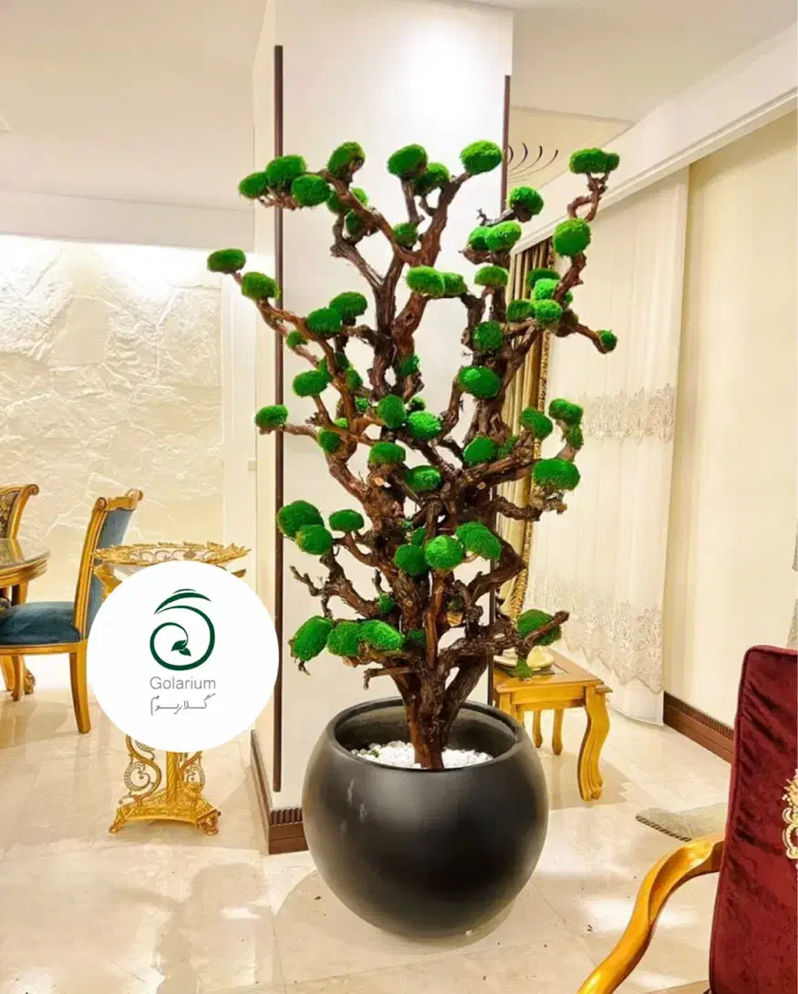 درخت جاودان به قیمت تولیدی و ضمانت ۱۰ سال|گل و گیاه طبیعی|تهران, آهنگ|دیوار