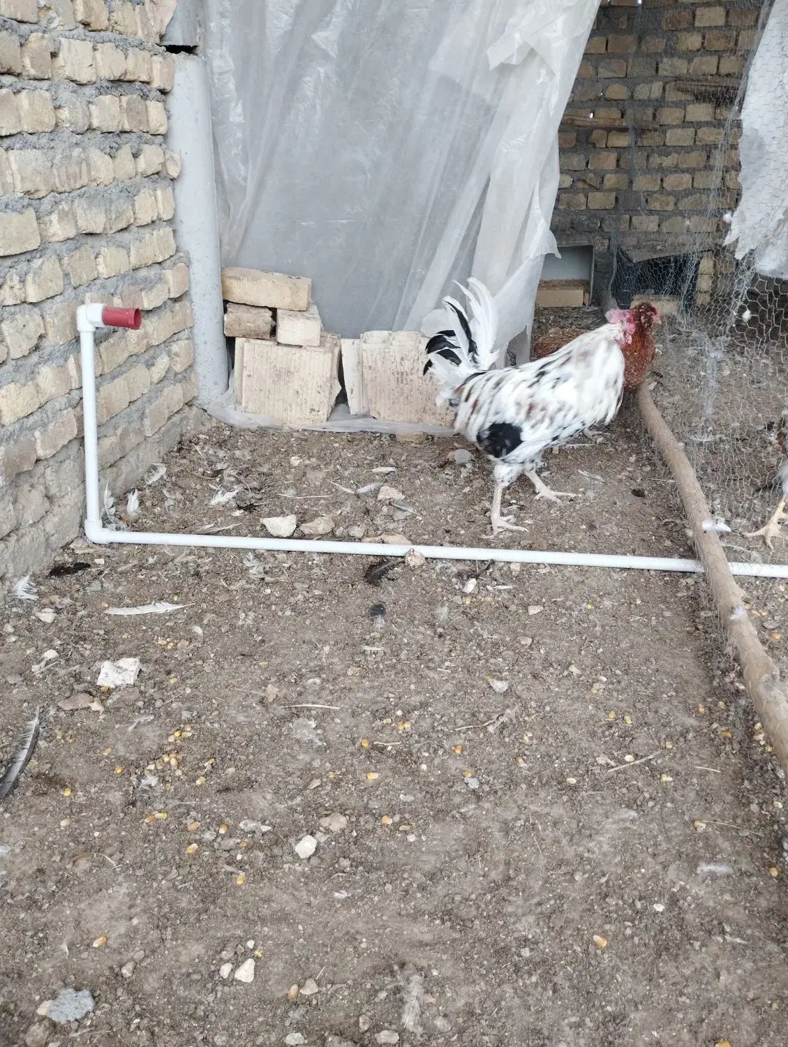 خروس گلین|حیوانات مزرعه|اردکان, |دیوار