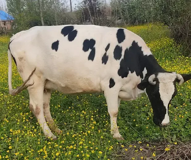 گاو گمشده|حیوانات|رشت, منظریه|دیوار