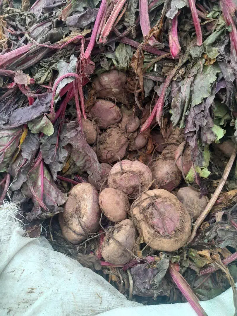 چغندرلبو|عمده‌فروشی|دشتابی, |دیوار