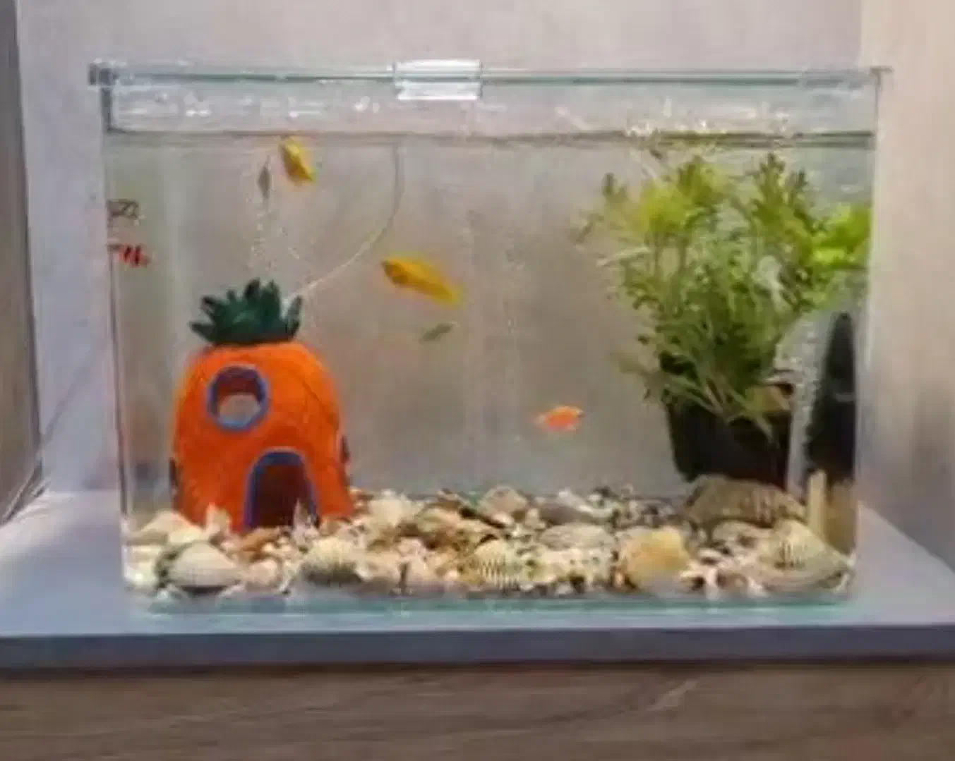 آکواریوم همراه با تجهیزات|ماهی|خرمآباد, |دیوار