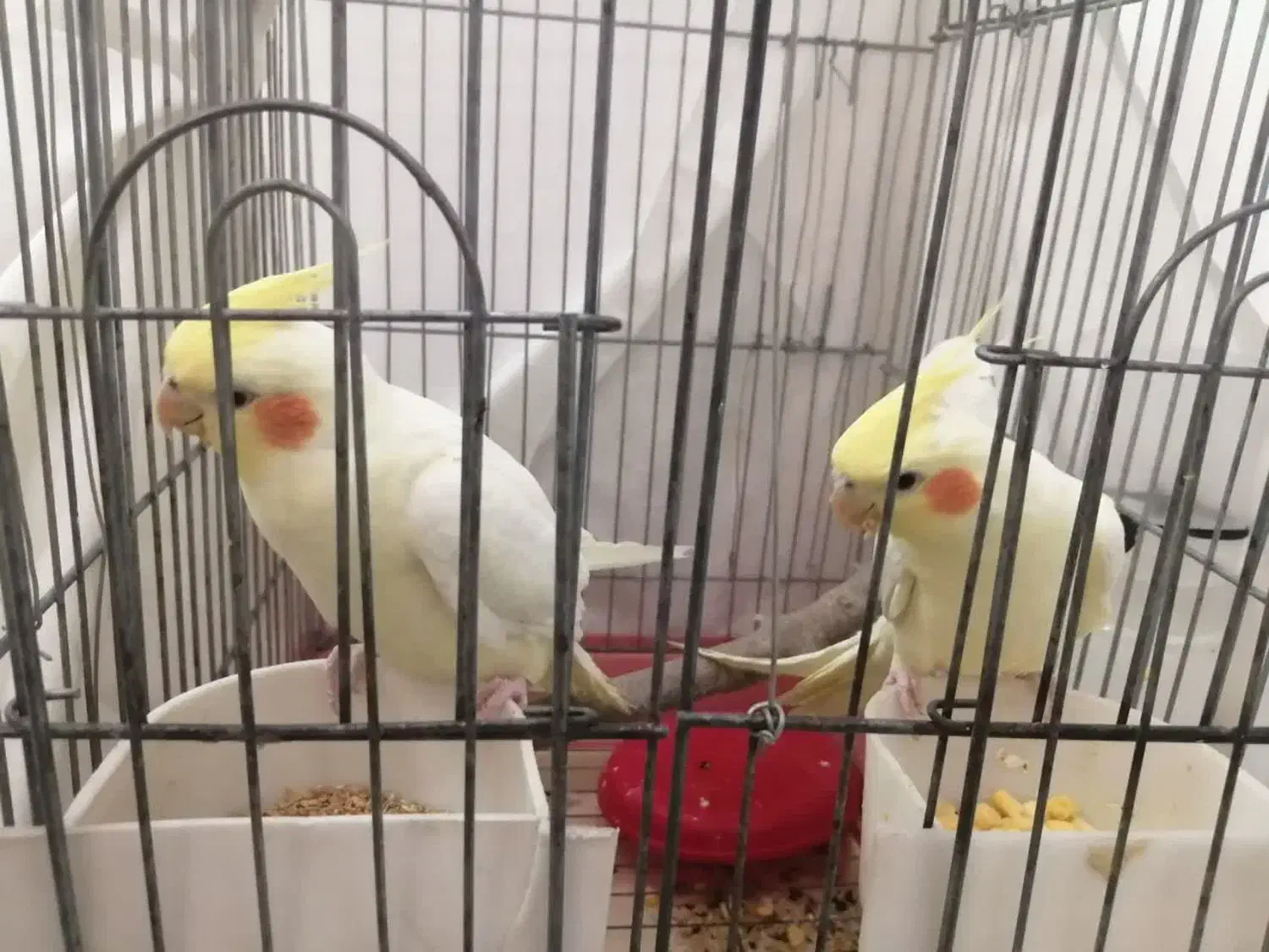 یه جفت عروس هلندی لوتینو ۱۵۰۰۰۰|پرنده|قم, انصار‌الحسین|دیوار