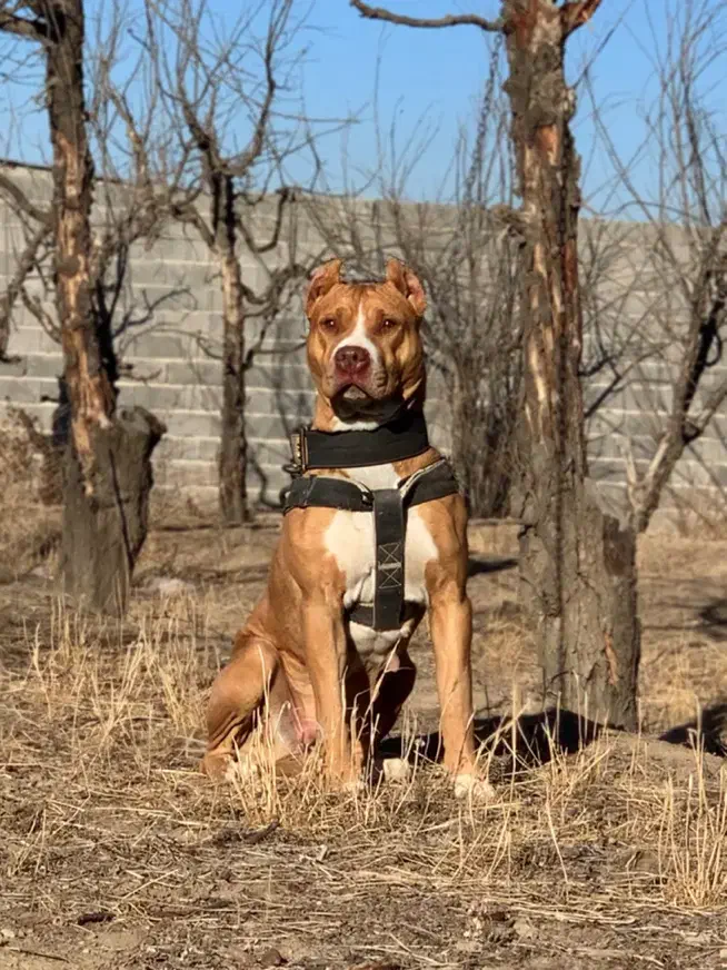 سگ پیتبول ماده نگهبان|سگ|تهران, شهرک غرب|دیوار