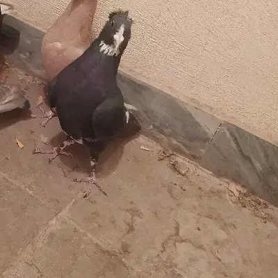 پلنگ کلایی نر.نرماده شیرازی|پرنده|راین, |دیوار