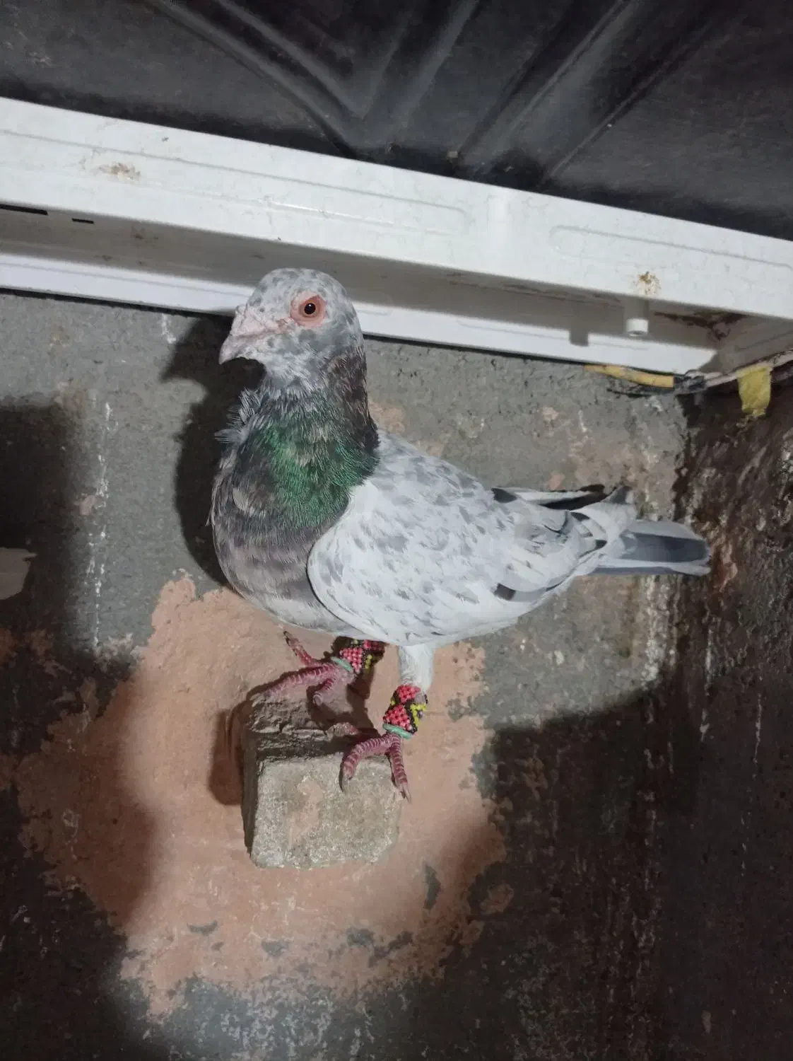 کبوتر|پرنده|سبزوار, زینبیه|دیوار