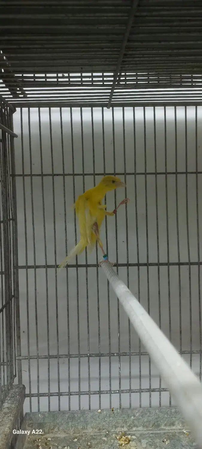 قناری نژاددار|پرنده|بهار, |دیوار