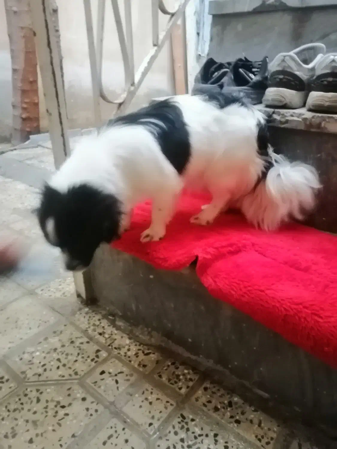 سگ پامر|سگ|ایلام, |دیوار