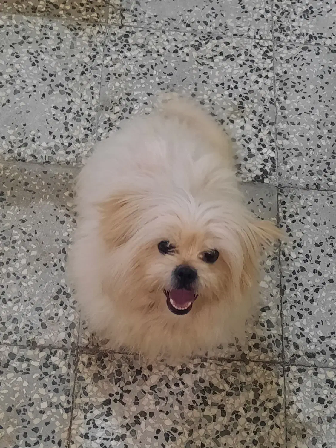 شیتزو|سگ|رامیان, |دیوار