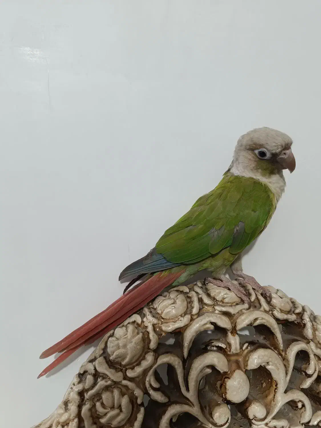گرینچیک|پرنده|شیراز, کوشک میدان|دیوار