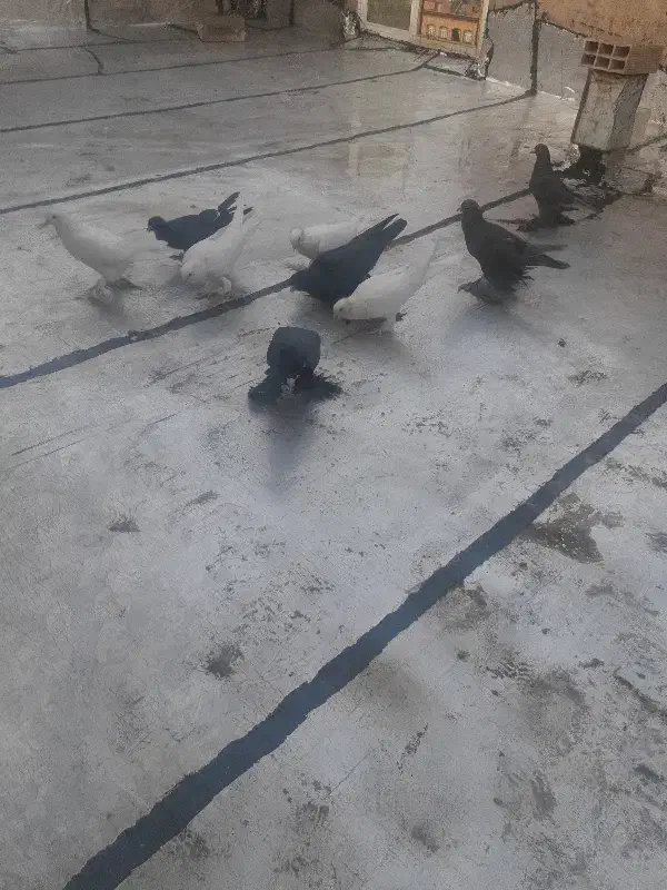 کبوتر|پرنده|تبریز, |دیوار