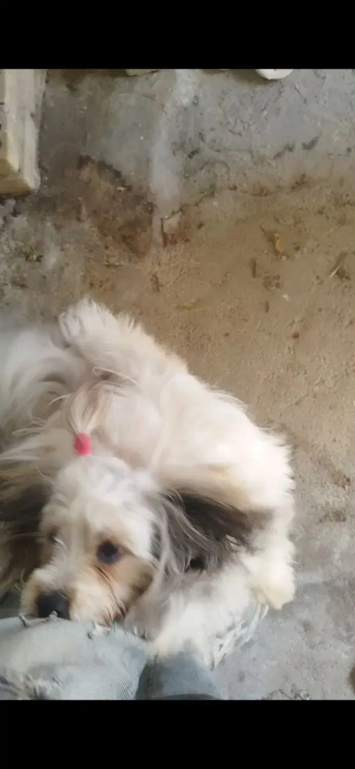 سگ باهاش|سگ|بهبهان, |دیوار