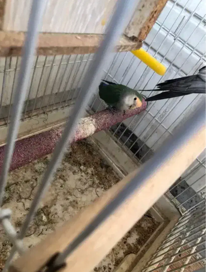 هلندی و برزیلی معاوضه|پرنده|کرج, عظیمیه|دیوار