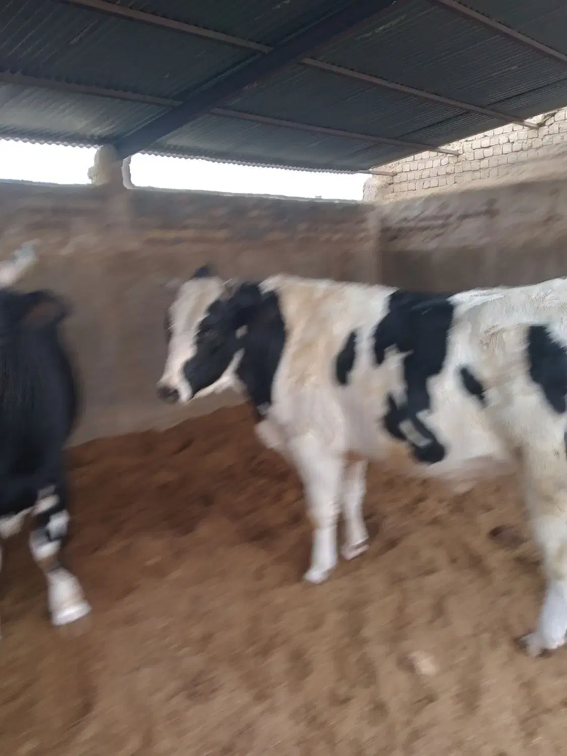 گوساله نرچاق|حیوانات مزرعه|کاشان, مشکات|دیوار