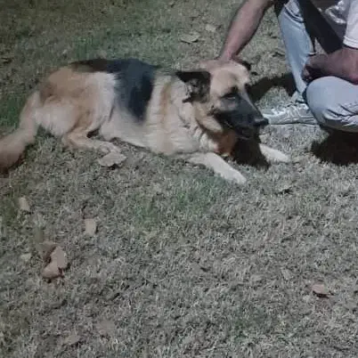 سگ ژرمن شپر|سگ|تهران, شهرک غرب|دیوار