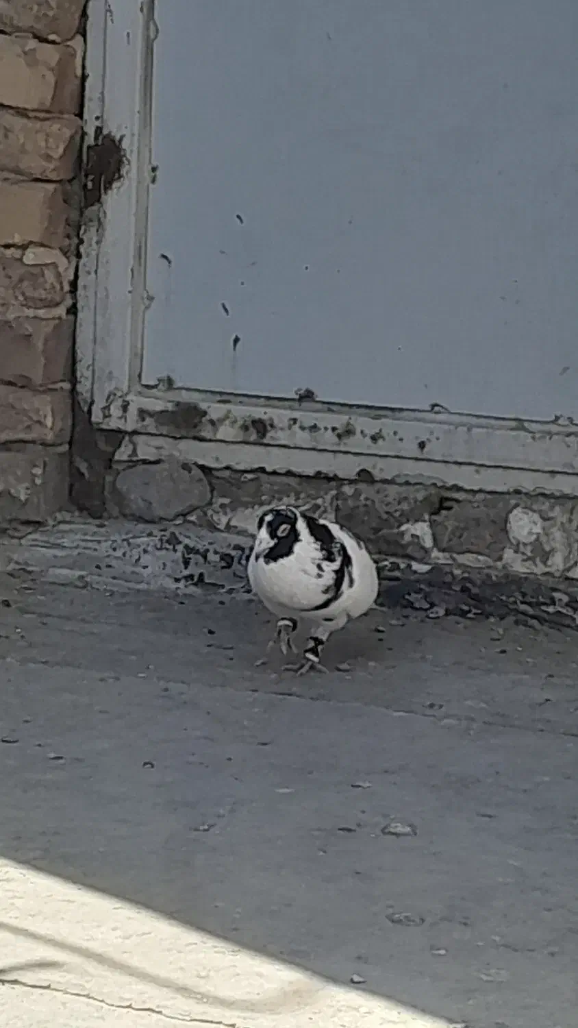 غول سیاه نر|پرنده|تربت جام, جامرود|دیوار