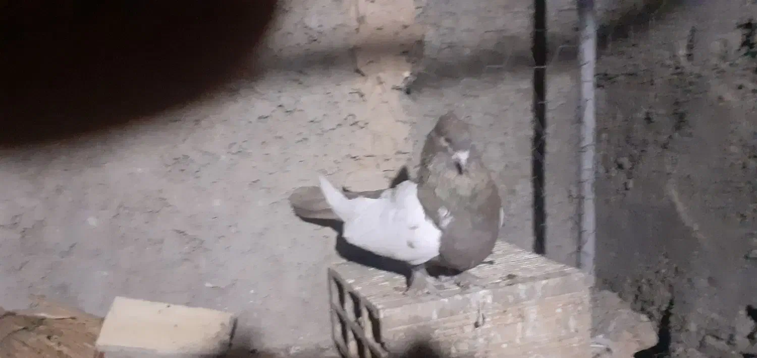 کبوترهمه چی تمام سرکله دار|پرنده|بسطام, |دیوار