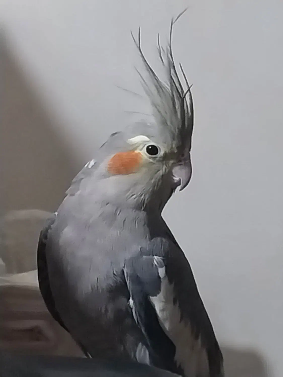 عروس هلندی|پرنده|شاهین‌شهر, گزبرخوار|دیوار