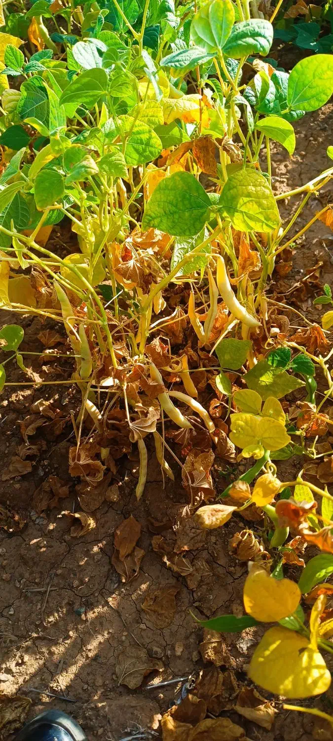 لوبیا سفید درختی پایه بلند یه دست|عمده‌فروشی|فریدونشهر, |دیوار