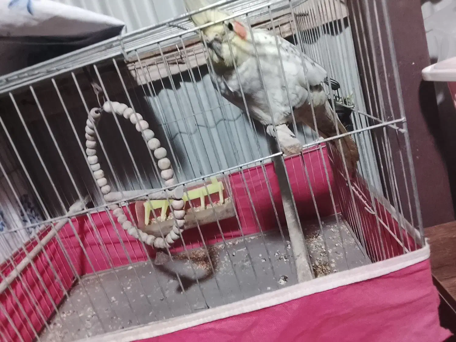 عروس هلندی و مرغ عشق بایک عدد قفس تمیز در حد|پرنده|کیاشهر, |دیوار