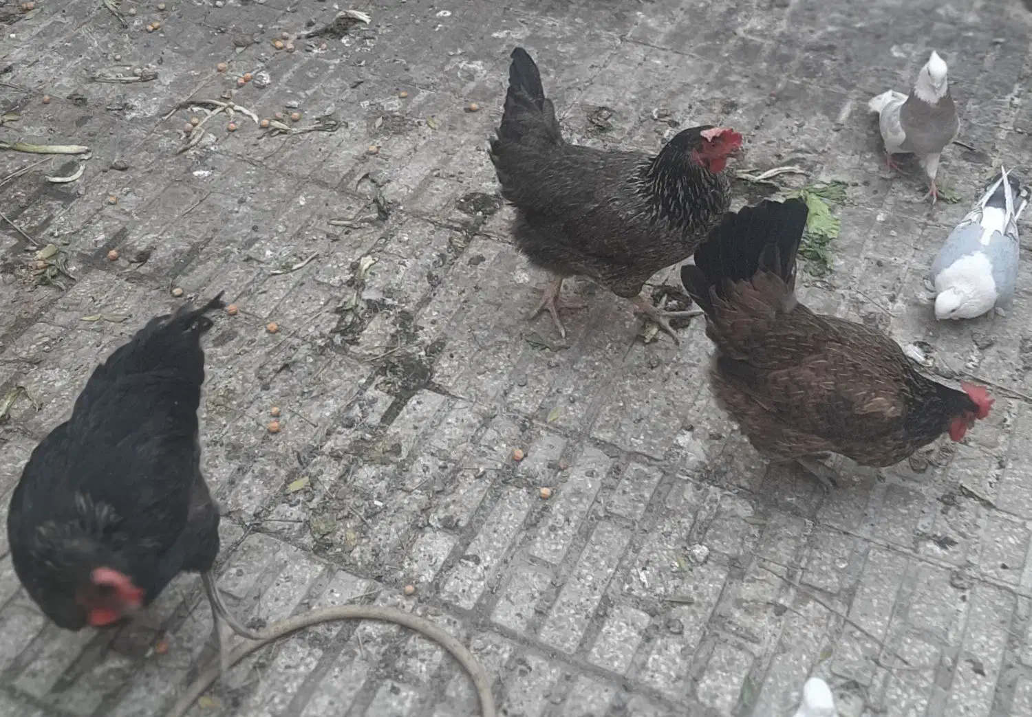 مرغ رسمی جوان تخم کن|حیوانات مزرعه|قم, ناصردیوان|دیوار