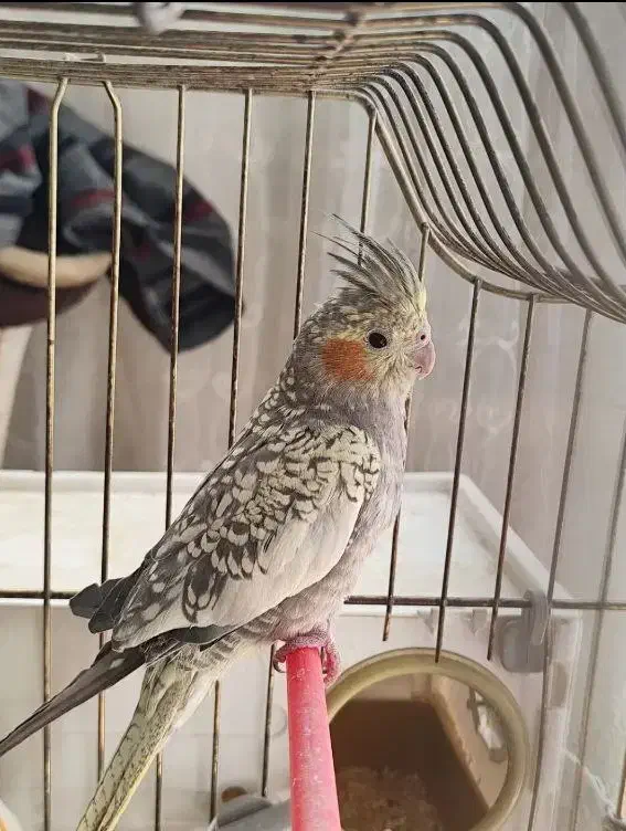 عروس هلندی تک و جفت گلباقالی و سینامون جفت|پرنده|قم, ارم|دیوار