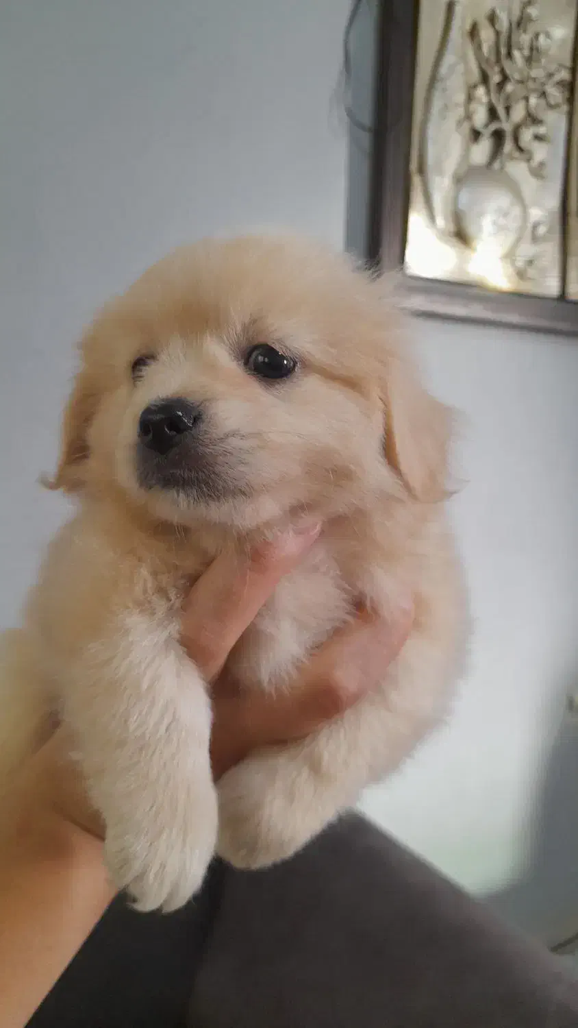 واگذاری توله های پامرین|سگ|فردیس, فردیس|دیوار