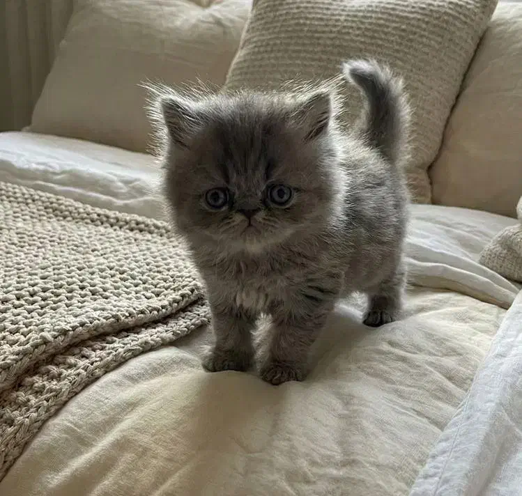 بریتیش پرشین بلو|گربه|رشت, معلم|دیوار