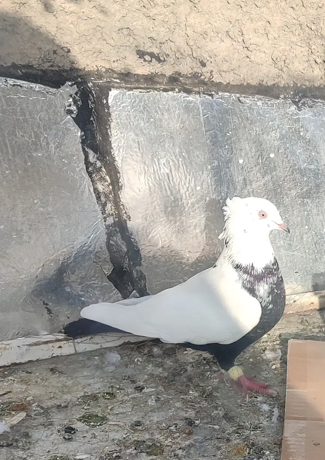 کفتر دمی|پرنده|مرودشت, ژیان|دیوار