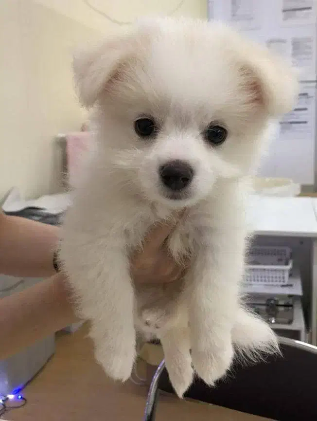 سگ پامر گلد دوماهه|سگ|دوگنبدان, |دیوار