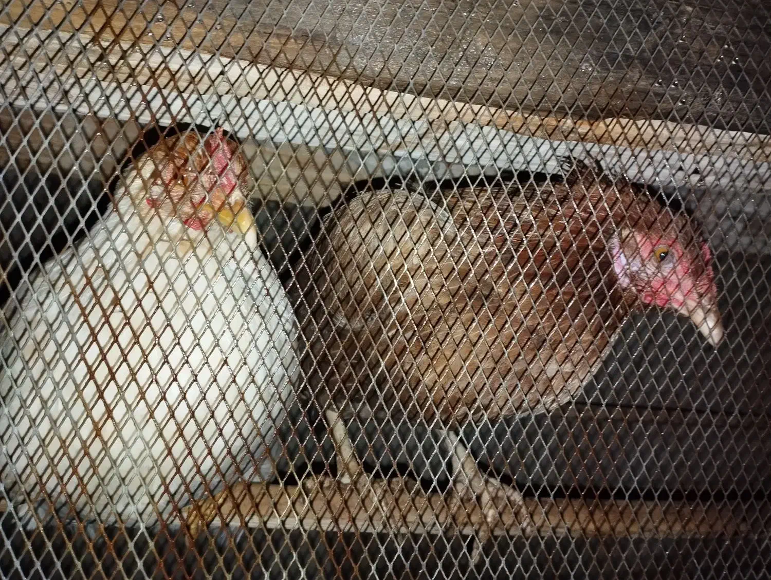 مرغ|پرنده|مهر, |دیوار