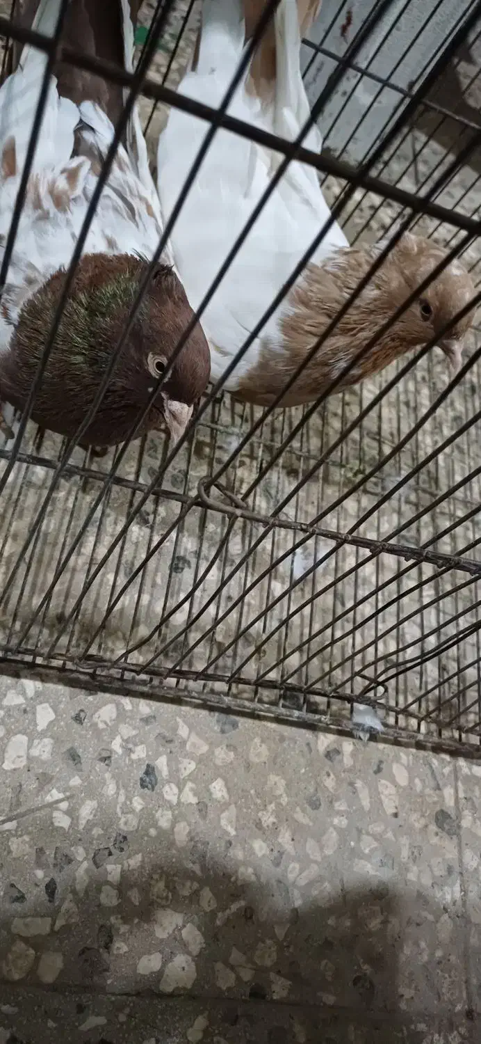 چن جفت کبوتر|پرنده|سبزوار, قصبه شرقی|دیوار