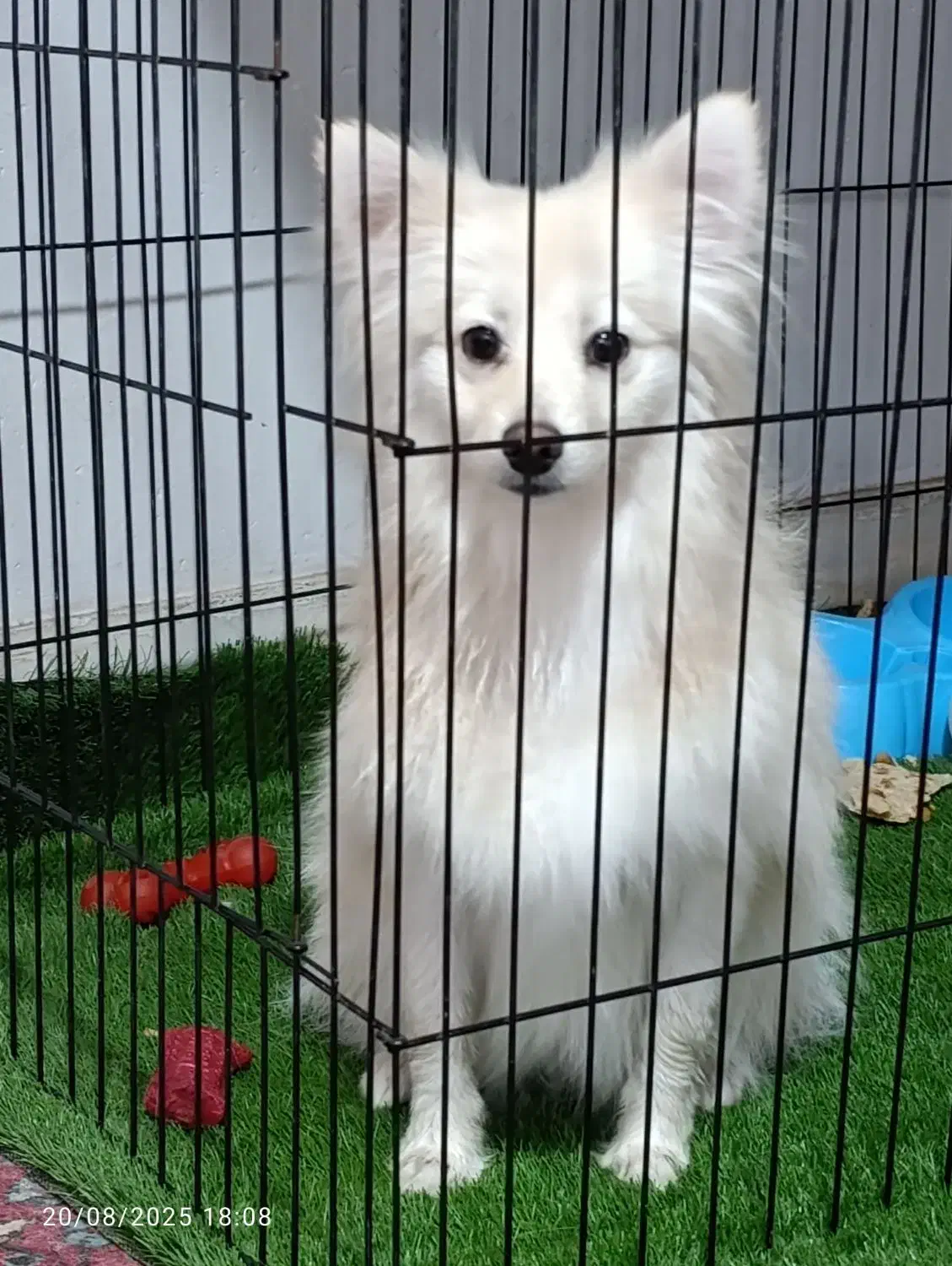 سگ پامرروباهی|سگ|سیرجان, |دیوار