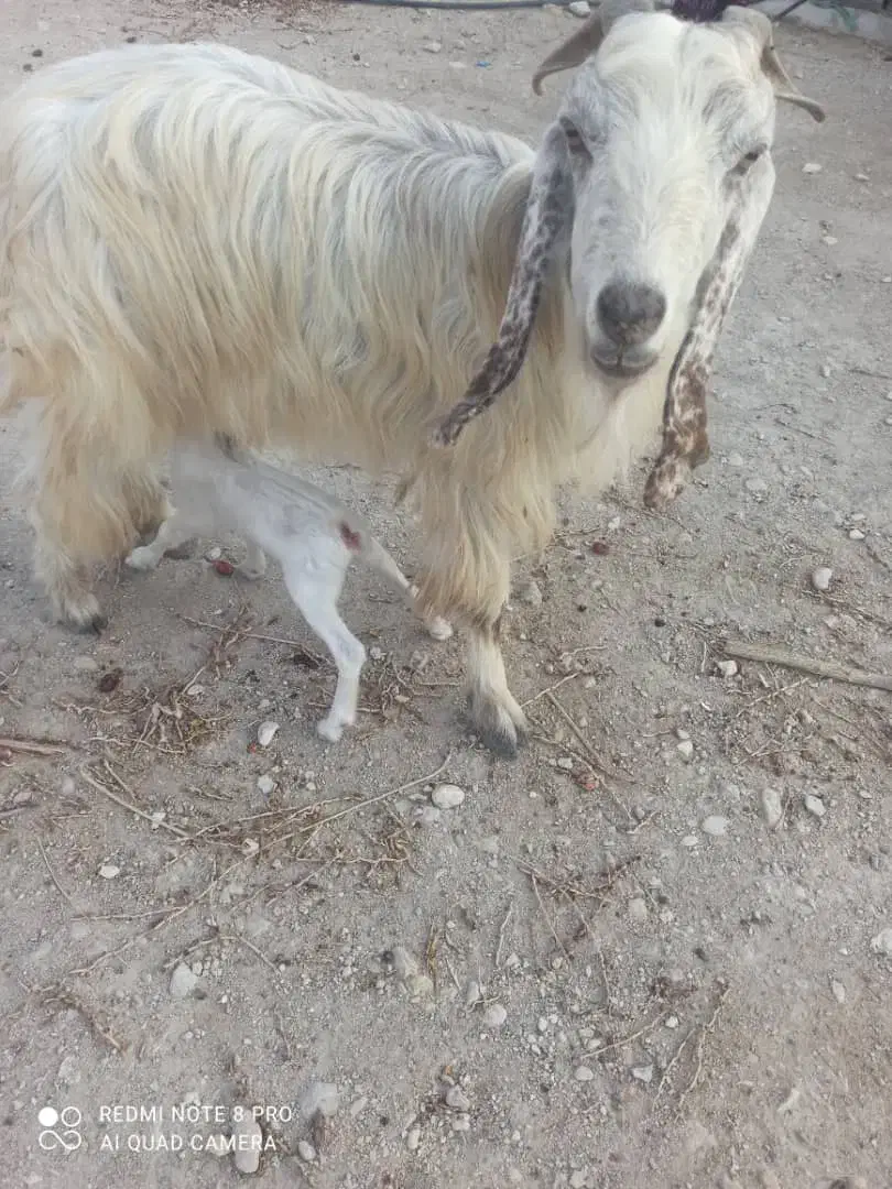 فروش بز دوقلو زا، با بره هم معاوضه میشود|حیوانات مزرعه|خورموج, |دیوار