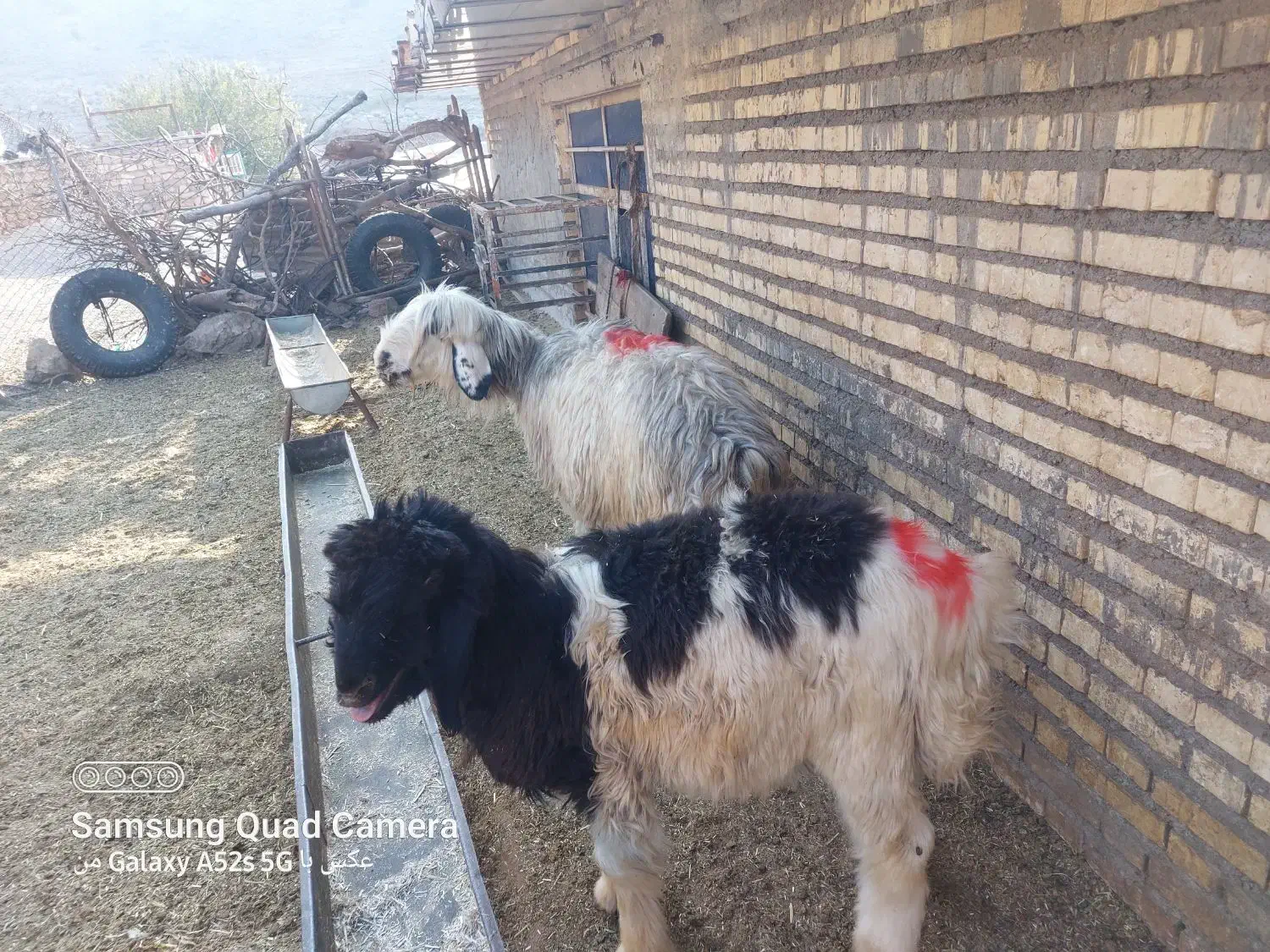 اعدد میش بره|حیوانات مزرعه|مسجد سلیمان, |دیوار