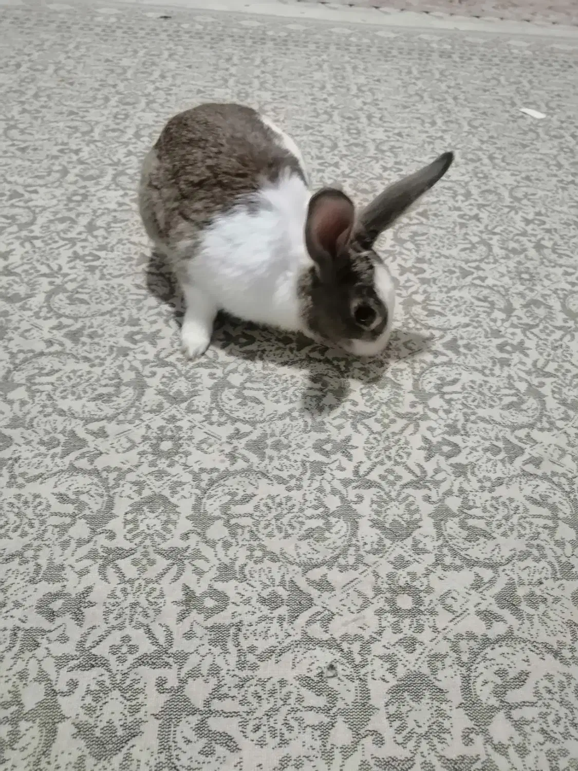 خرگوش|موش و خرگوش|تهران, دریا|دیوار