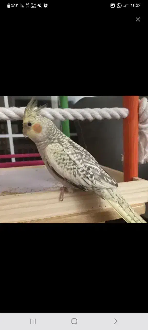 عروس هلندی لوتینو|پرنده|هشتگرد, فاز ۷ مهستان|دیوار