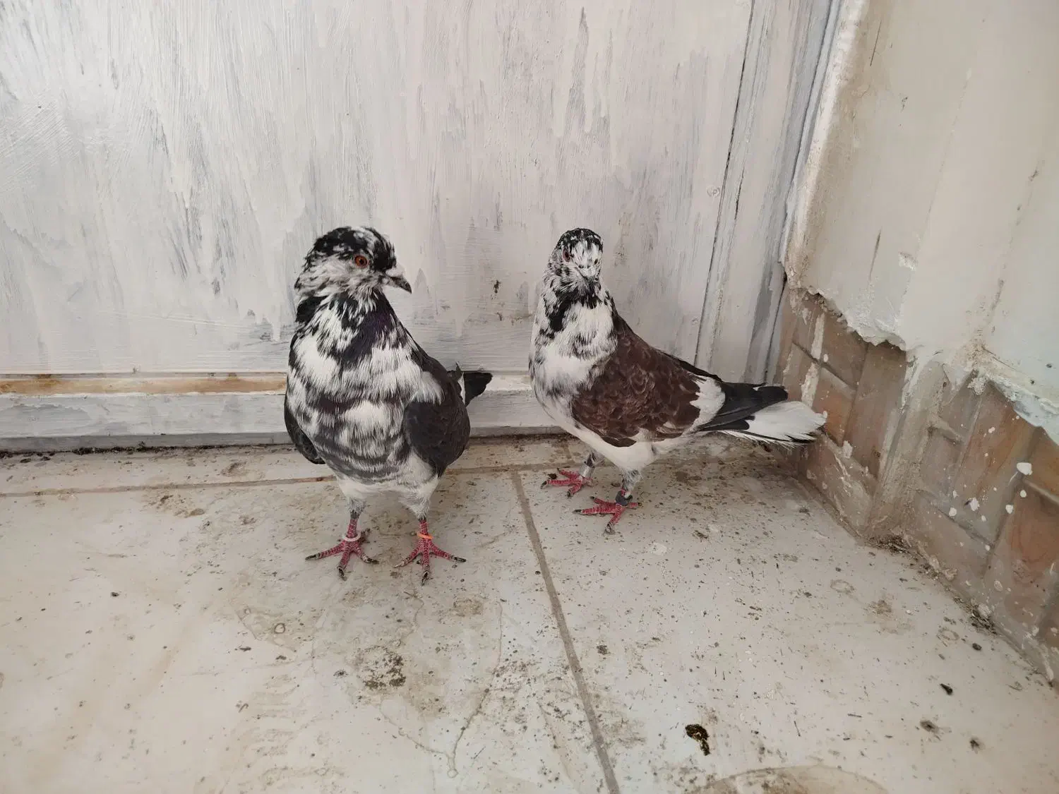 سینه باز|پرنده|سرپل ذهاب, |دیوار