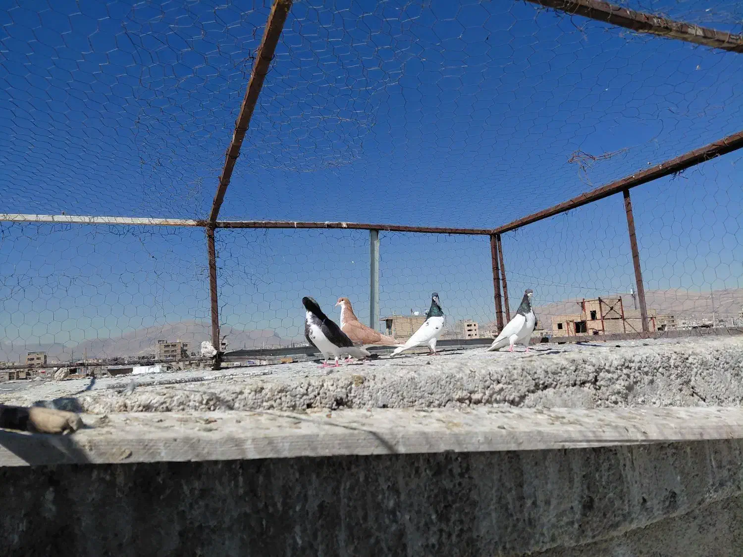 کفتر|پرنده|شیراز, کوشک میدان|دیوار