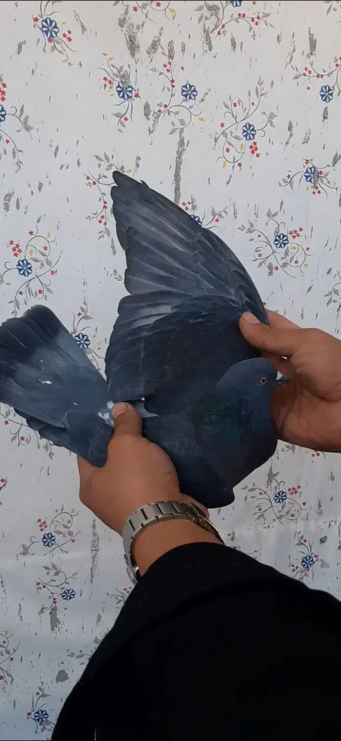 کفتر پررشی|پرنده|ایوان, |دیوار