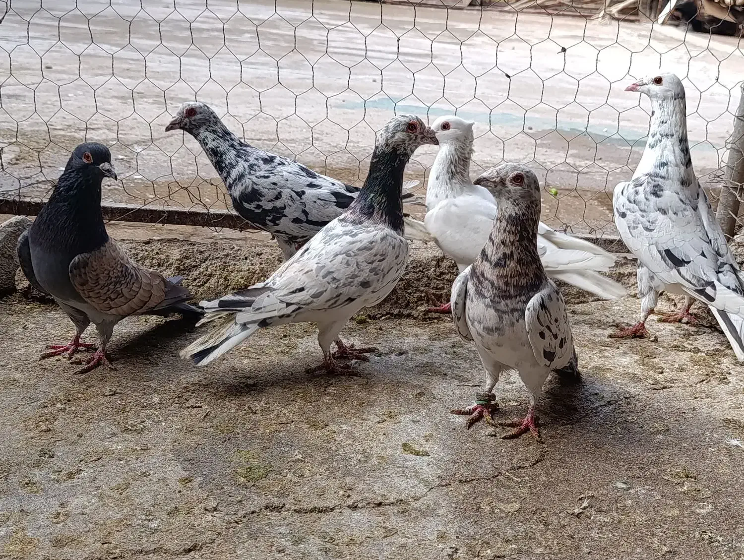 پرنده|پرنده|شوشتر, |دیوار