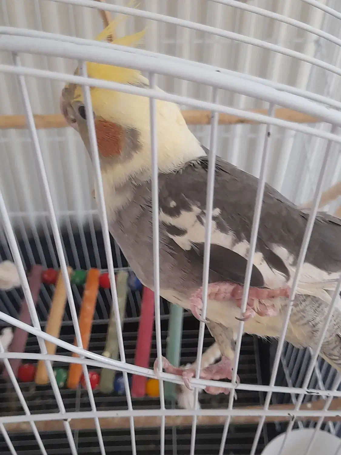 گمشده|حیوانات|عباس‌آباد, |دیوار