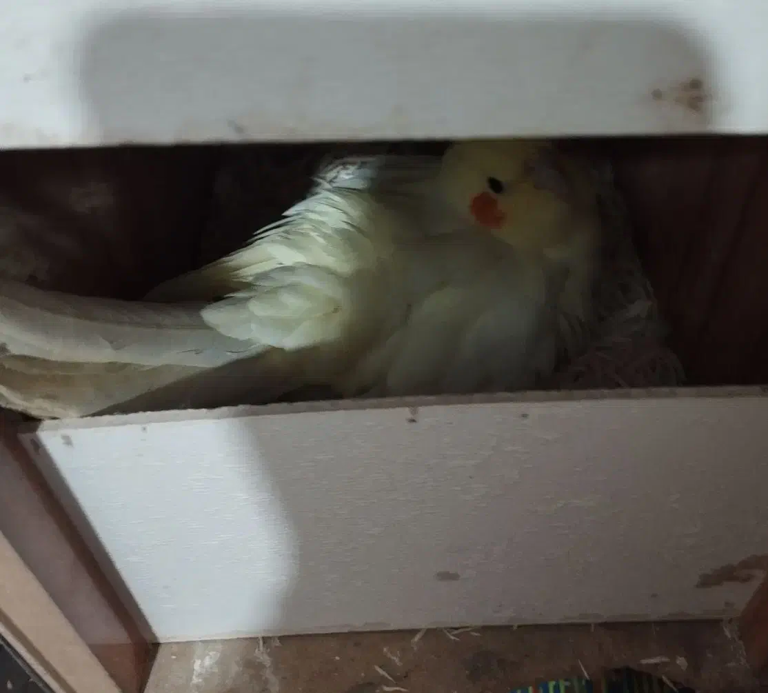 جفت عروس هلندی .روی سه تا تخم|پرنده|ایرانشهر, |دیوار