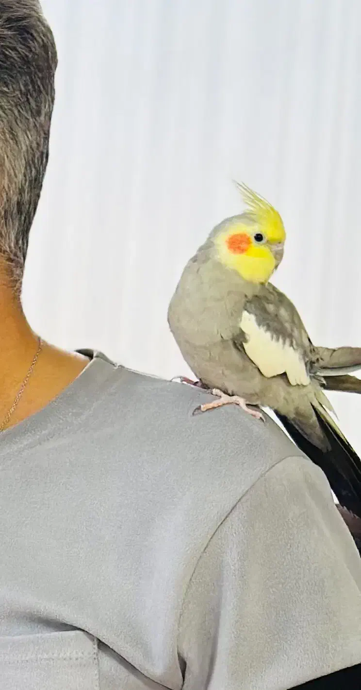 گمشده|حیوانات|فولادشهر, مسکن مهر فولادشهر|دیوار