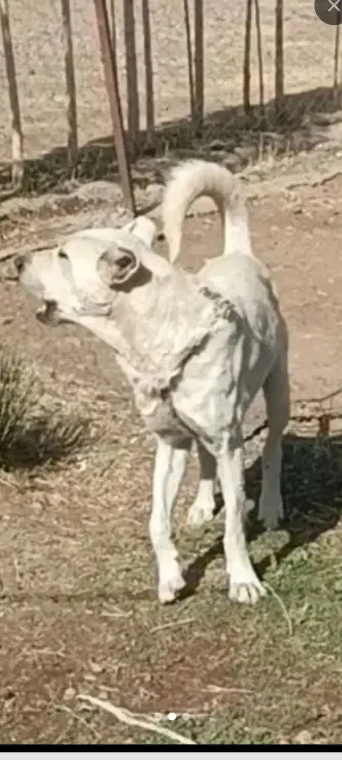 واگذاری ماچ سرابی گوسفندی|سگ|ساوه, |دیوار