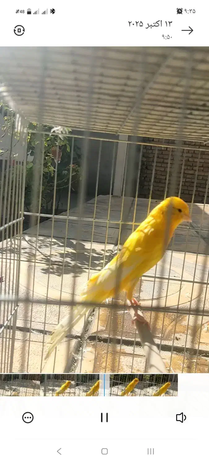 قناری رسمی بلند|پرنده|بهار, |دیوار