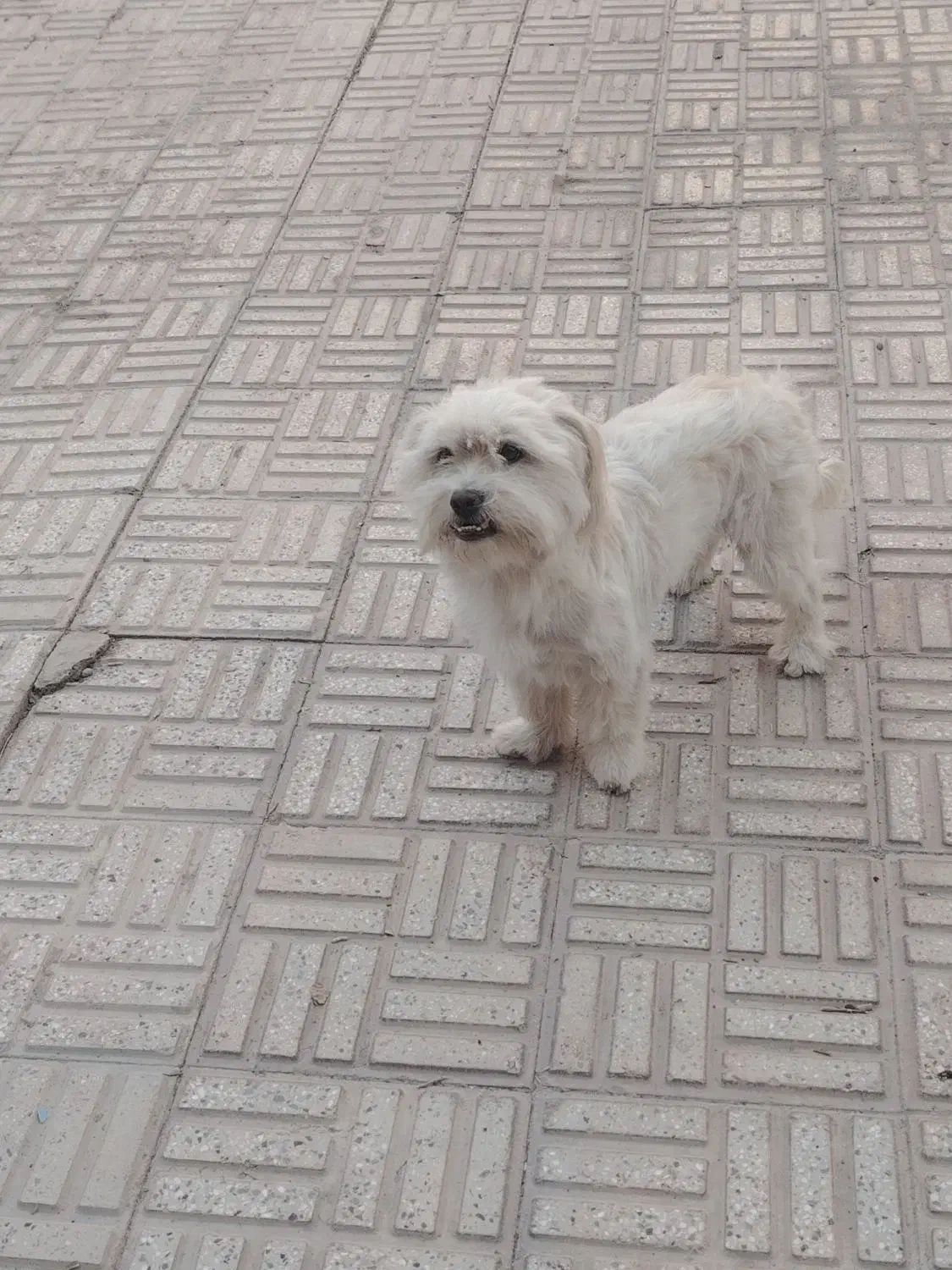 سگ نژادشیتزو|سگ|مبارکه, |دیوار