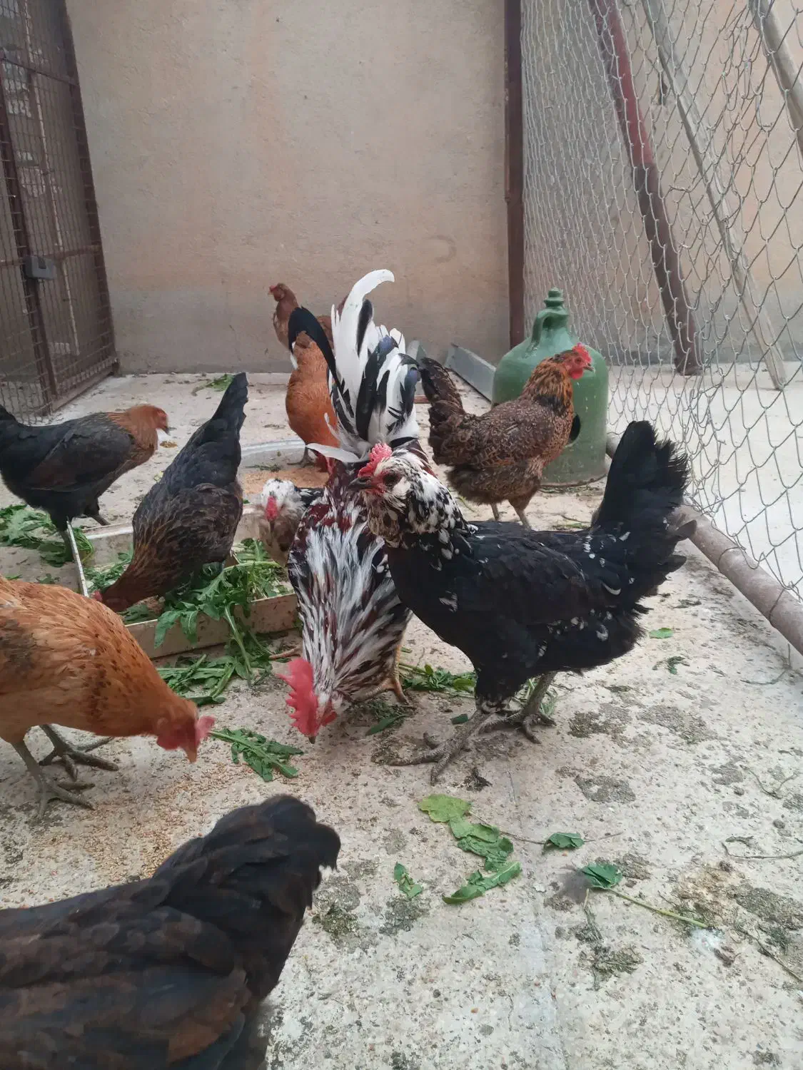 مرغ وخروس|حیوانات مزرعه|مهران (ایلام), |دیوار