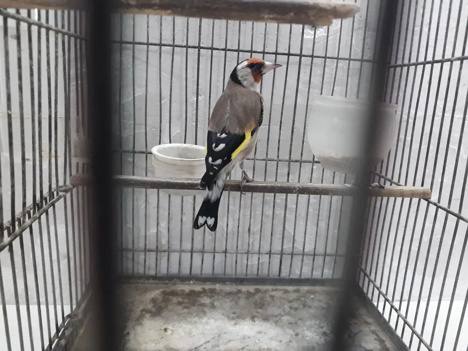 سره نر دوساله|پرنده|تهران, مسگرآباد|دیوار